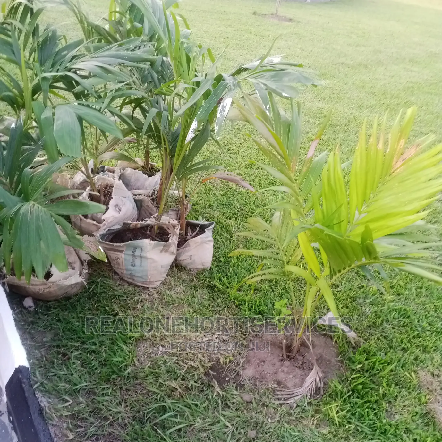 Queens Palm and Other Landscape Plants Available Now