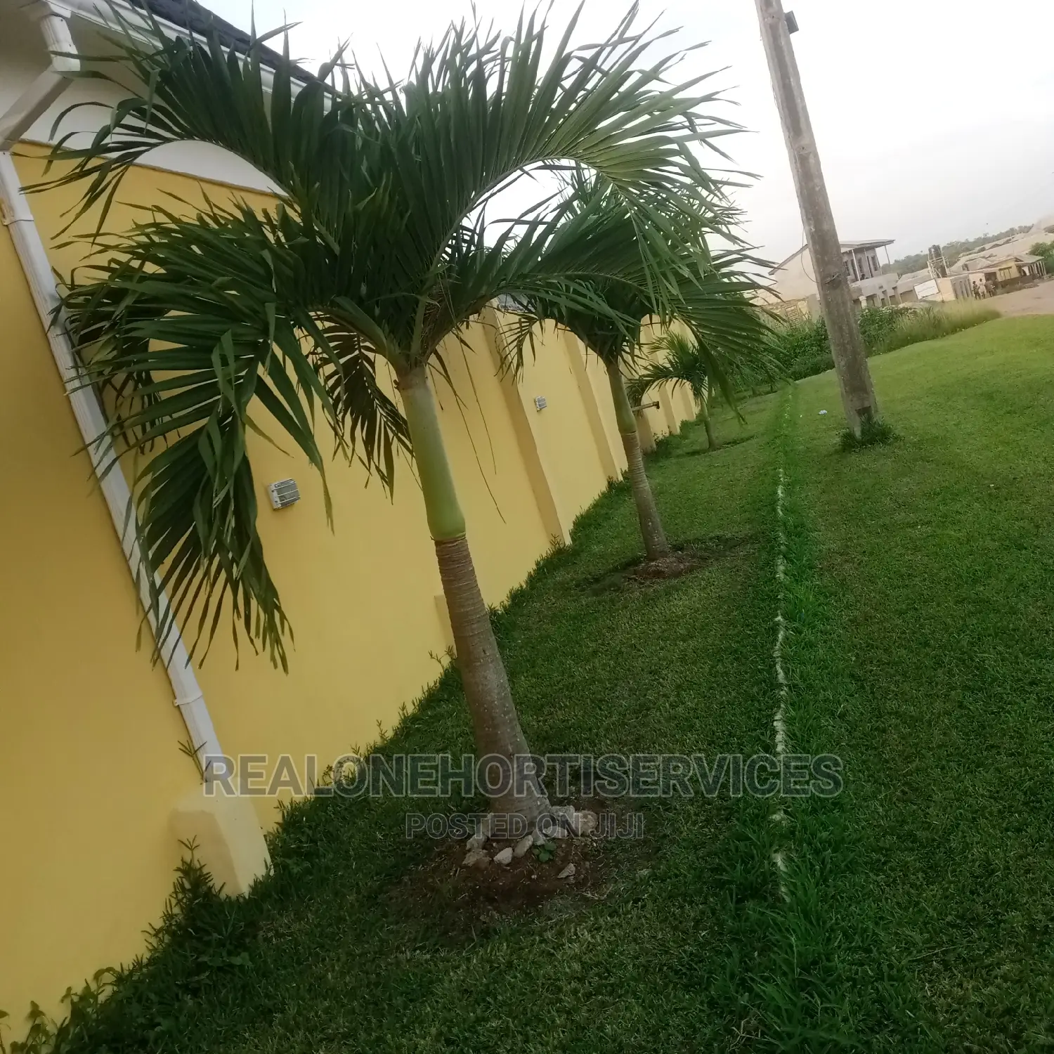 Queens Palm and Other Landscape Plants Available Now