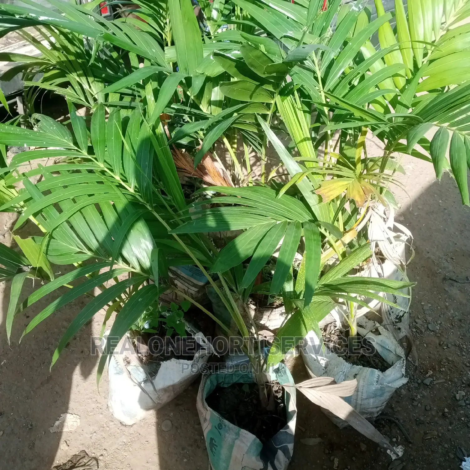 Queens Palm and Other Landscape Plants Available Now