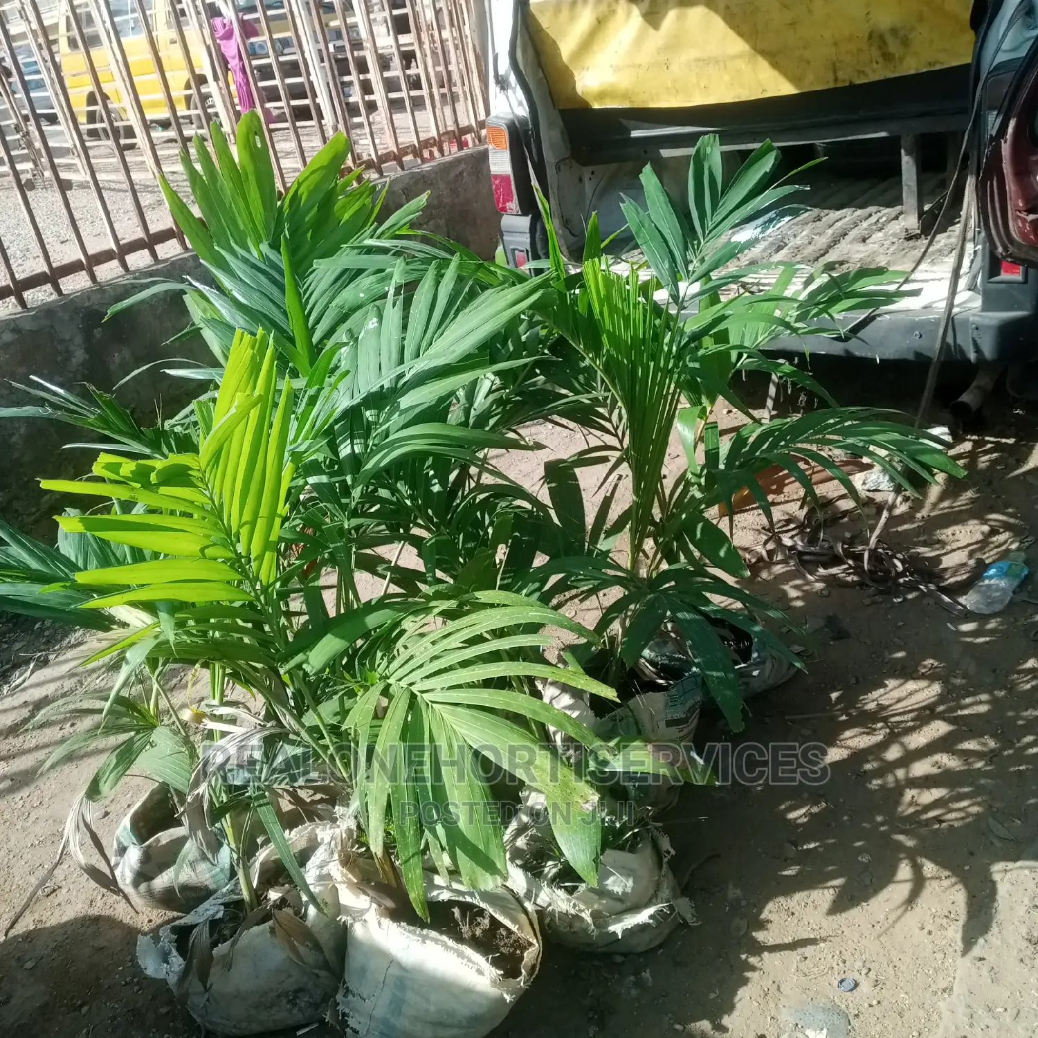 Queens Palm and Other Landscape Plants Available Now