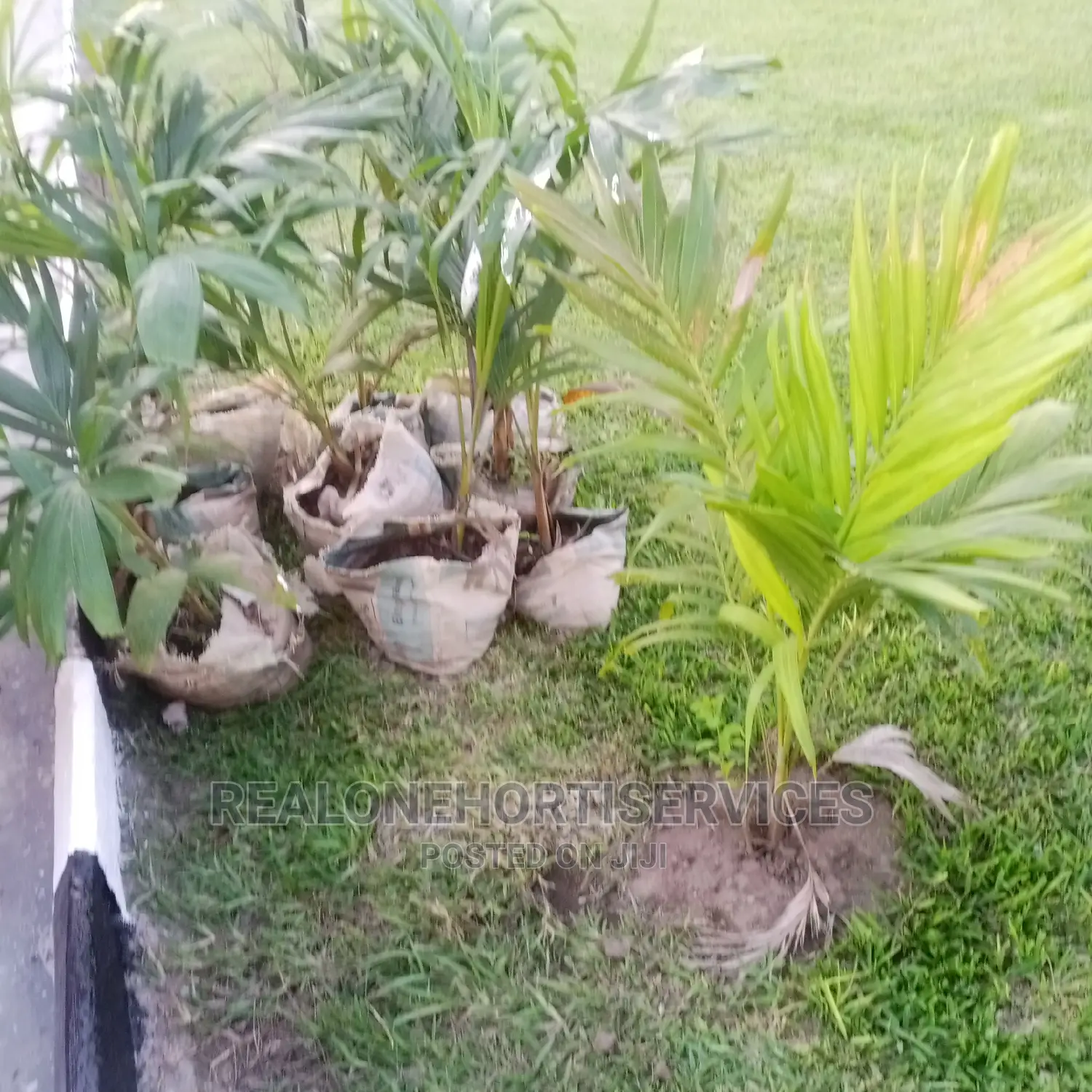 Queens Palm and Other Landscape Plants Available Now