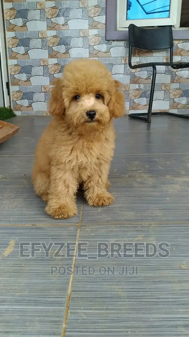 1-3 months Female Purebred Poodle