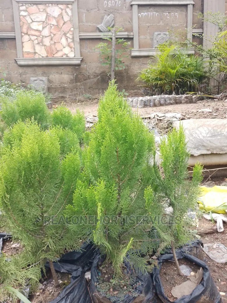 Thuja Plant for Outdoor and Indoor Beautification Wit Nature