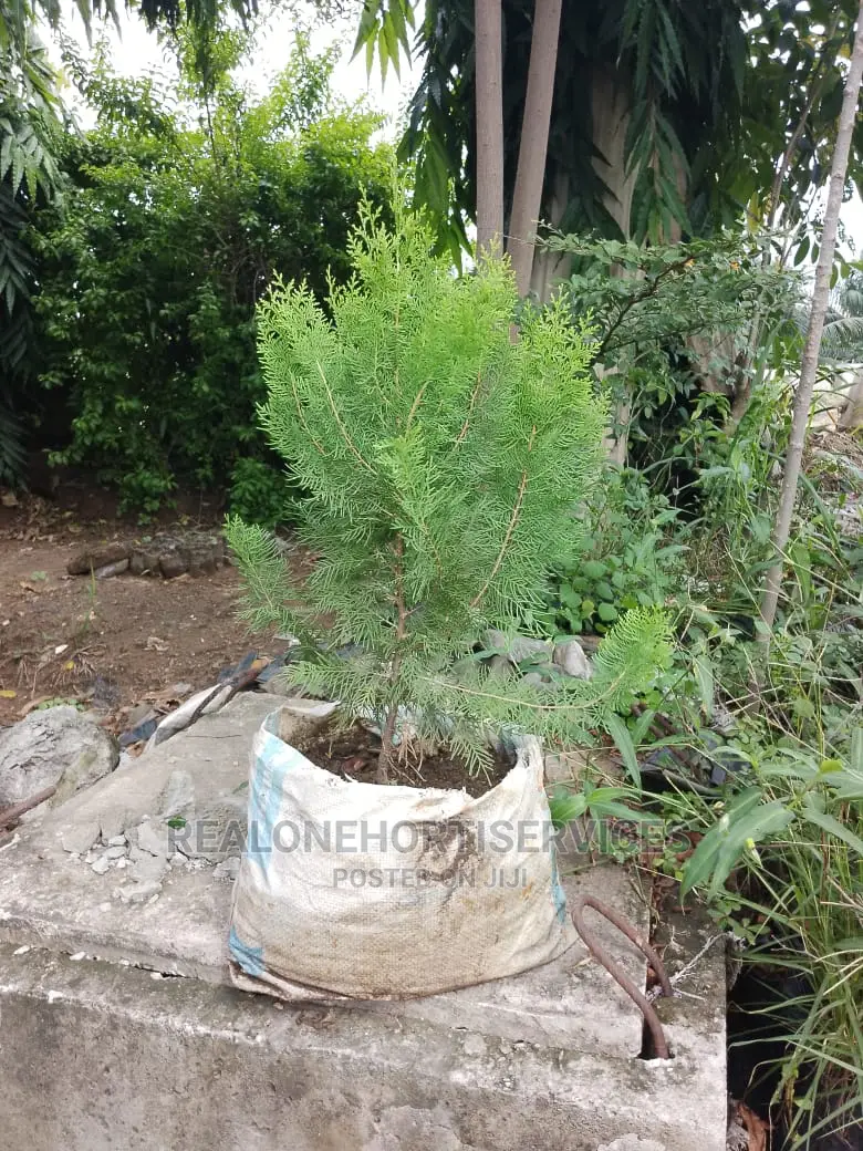 Thuja Plant for Outdoor and Indoor Beautification Wit Nature