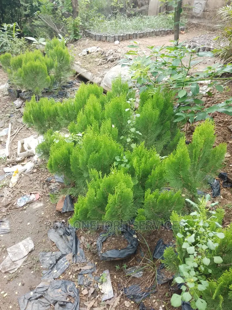 Thuja Plant for Outdoor and Indoor Beautification Wit Nature