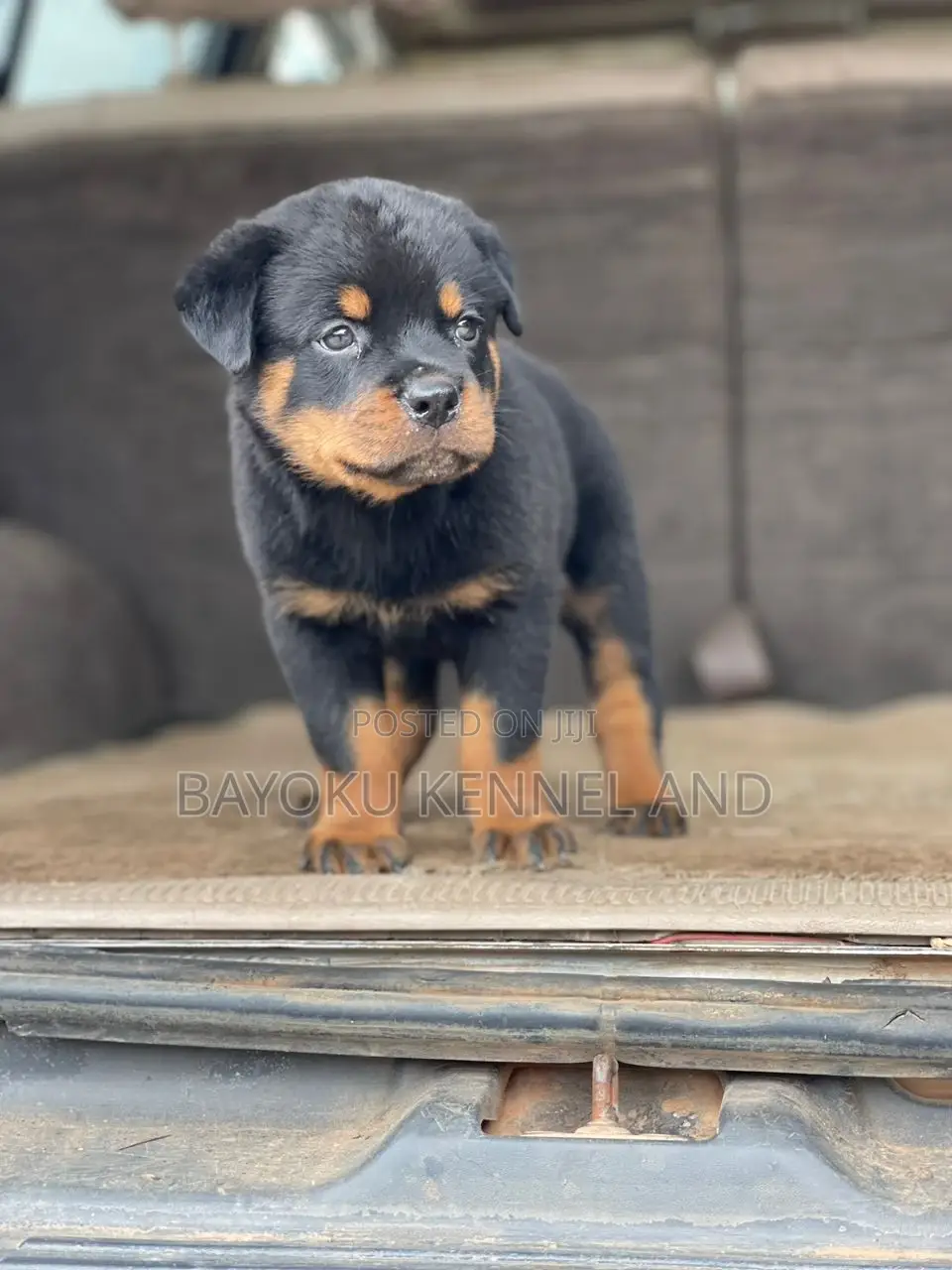 1-3 months Male Purebred Rottweiler