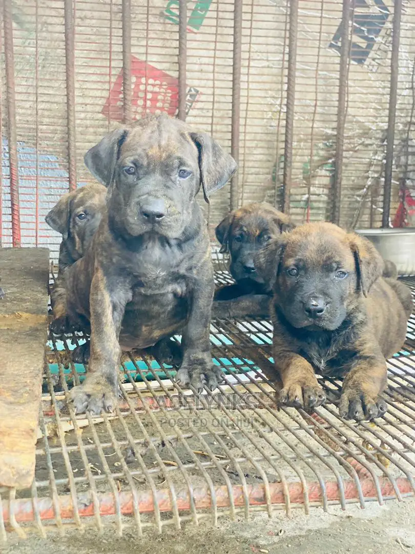 1-3 months Female Purebred Boerboel