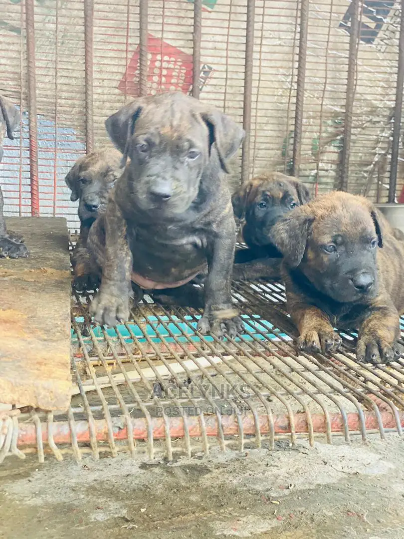 1-3 months Female Purebred Boerboel