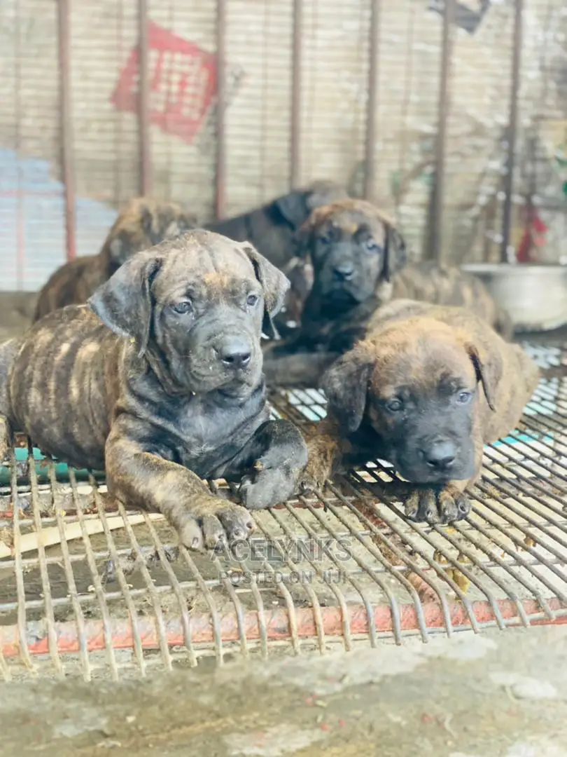 1-3 months Female Purebred Boerboel