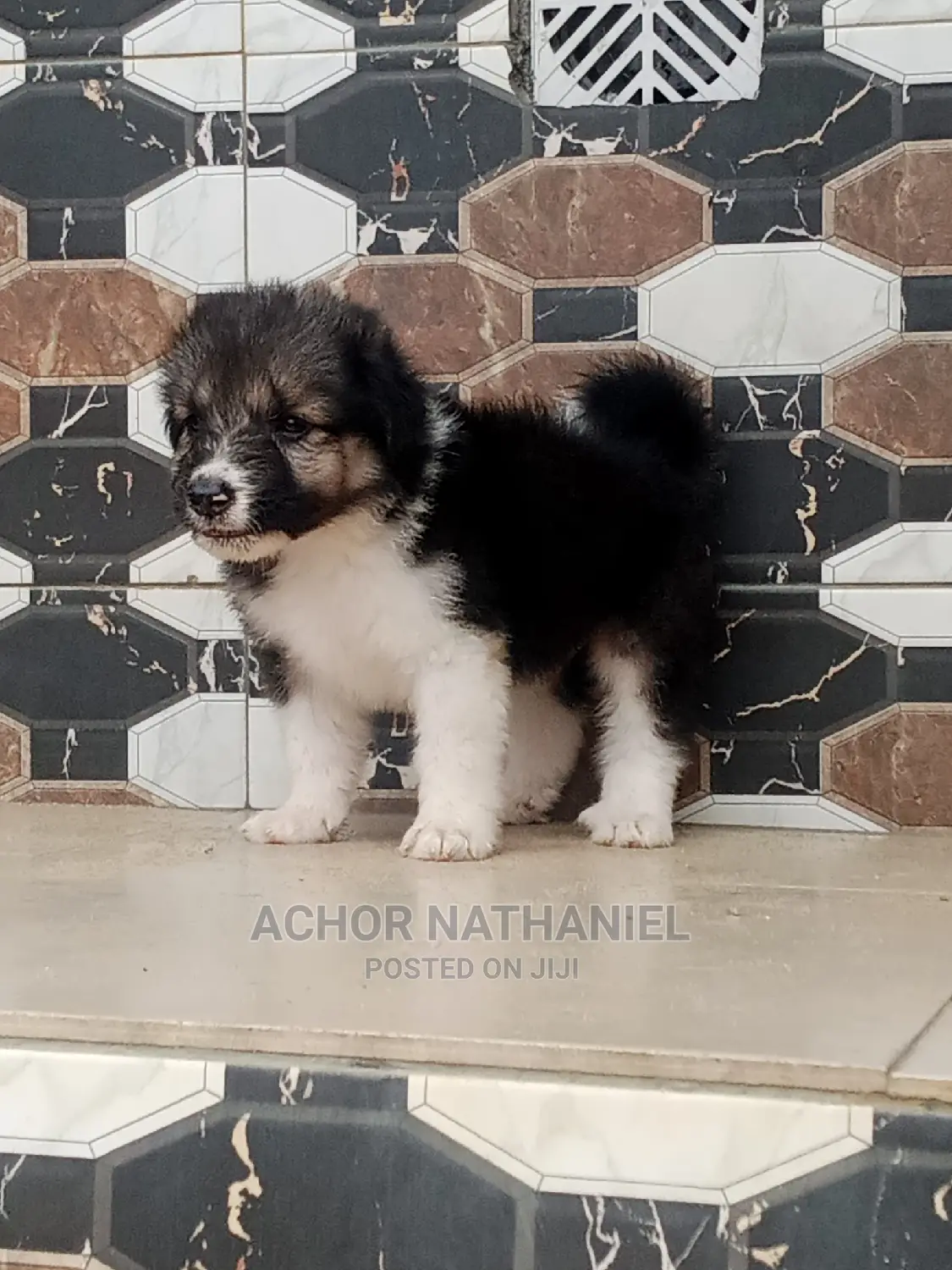 1-3 months Female Mixed Breed Caucasian Shepherd