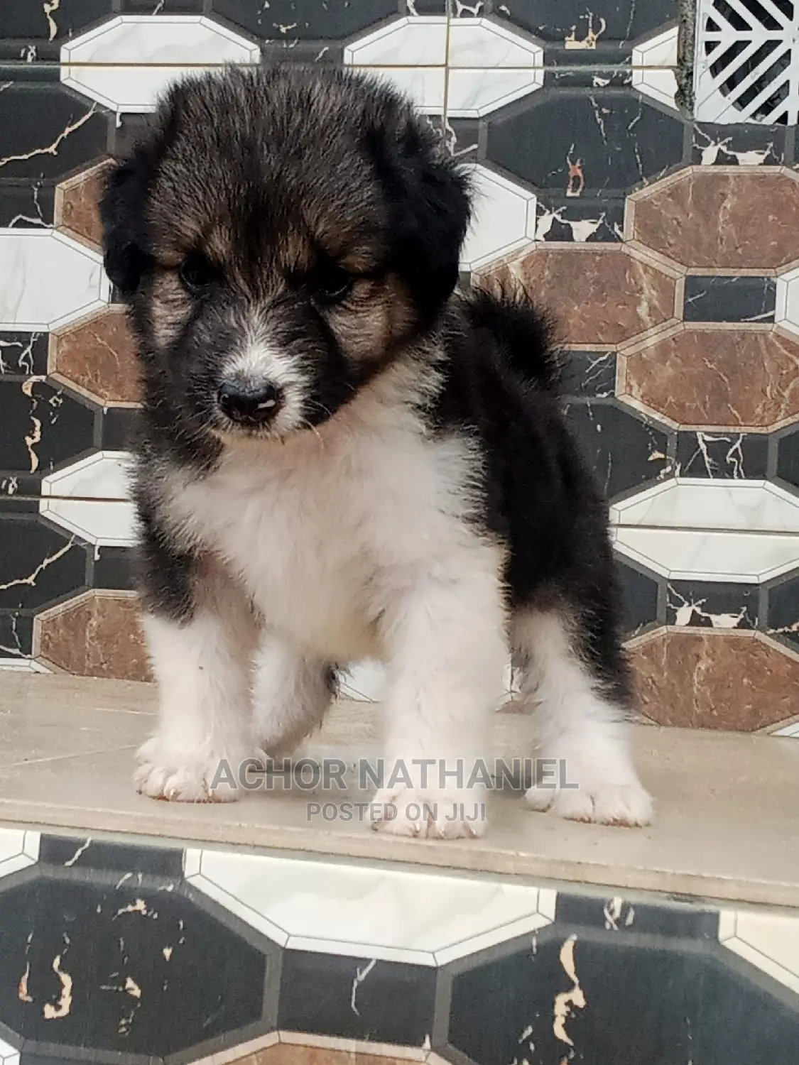 1-3 months Female Mixed Breed Caucasian Shepherd