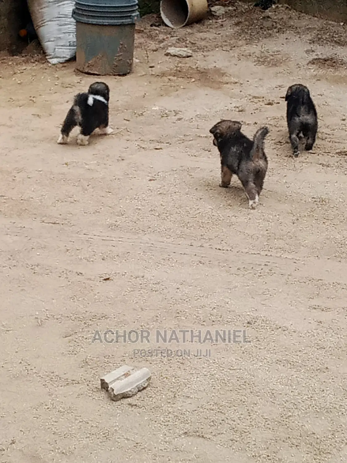 1-3 months Female Mixed Breed Caucasian Shepherd