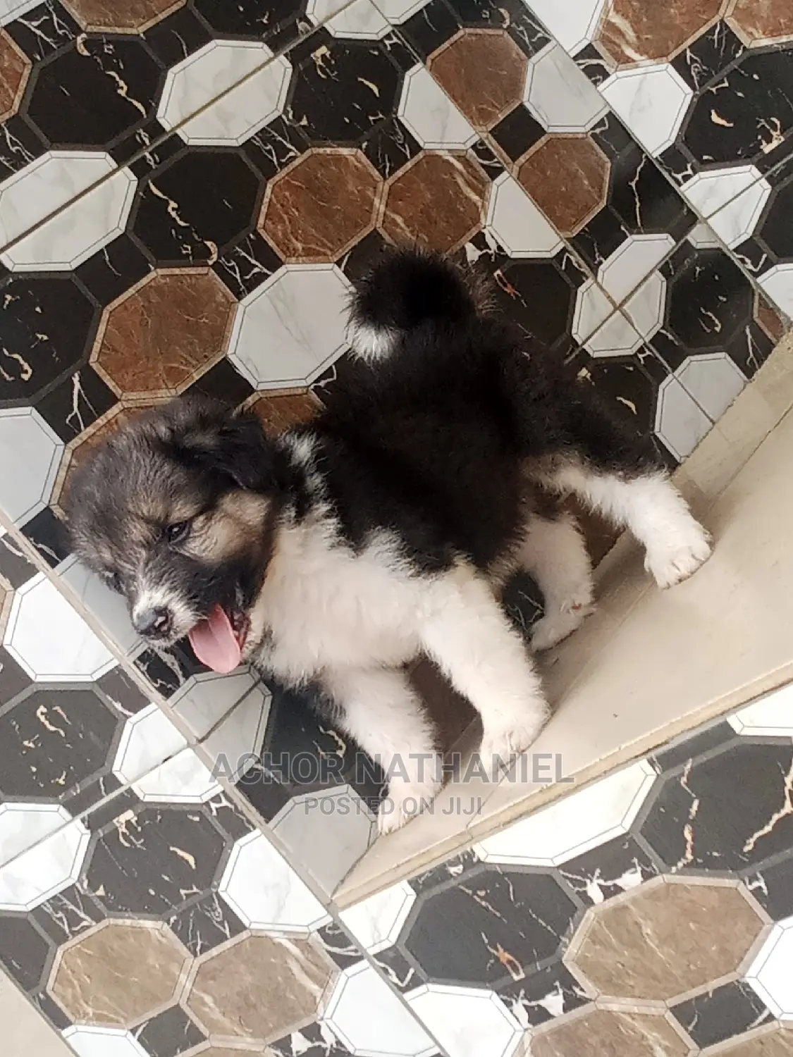 1-3 months Female Mixed Breed Caucasian Shepherd
