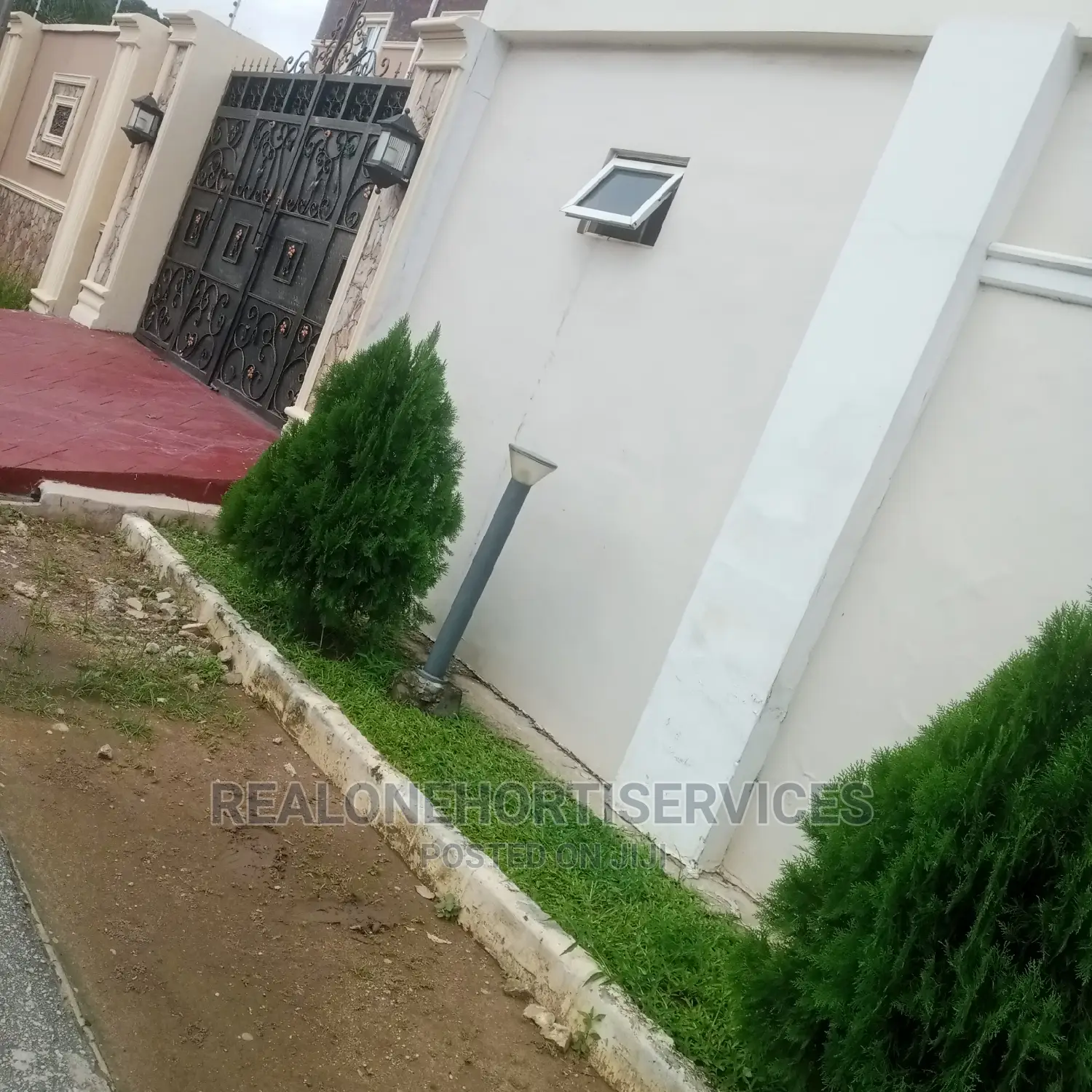 Thuja Plant for Outdoor and Indoor Beautification Wit Nature