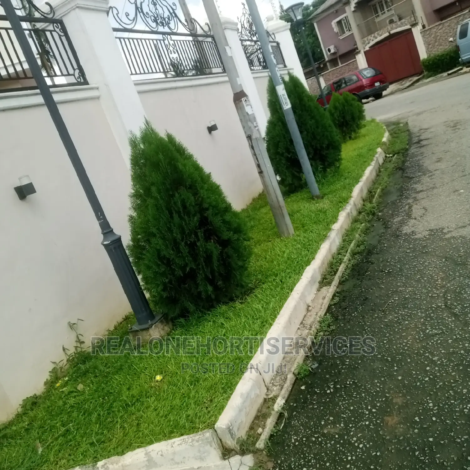Thuja Plant for Outdoor and Indoor Beautification Wit Nature