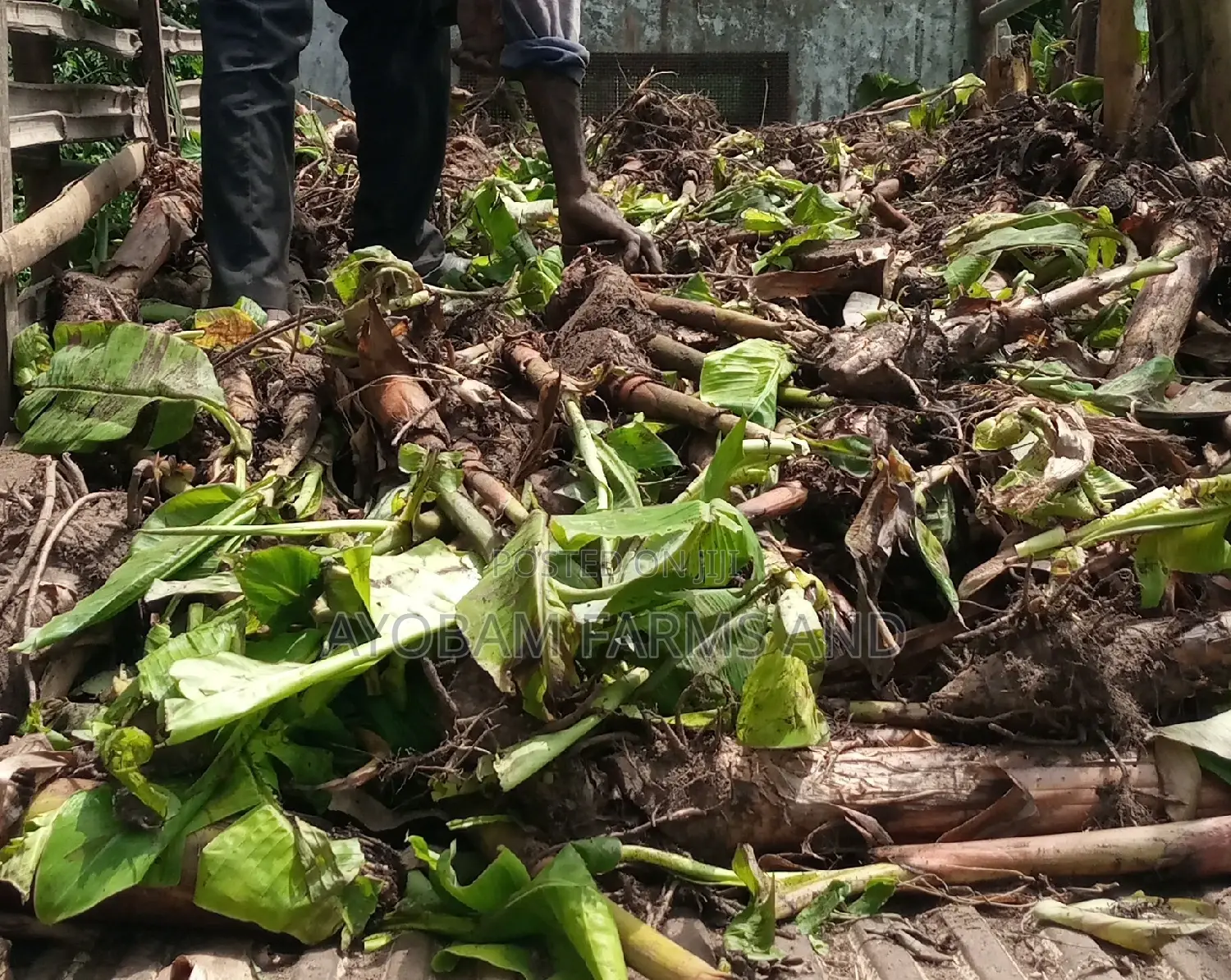Hybrid Giant Elephant Rapid Growth Plantain Suckers.