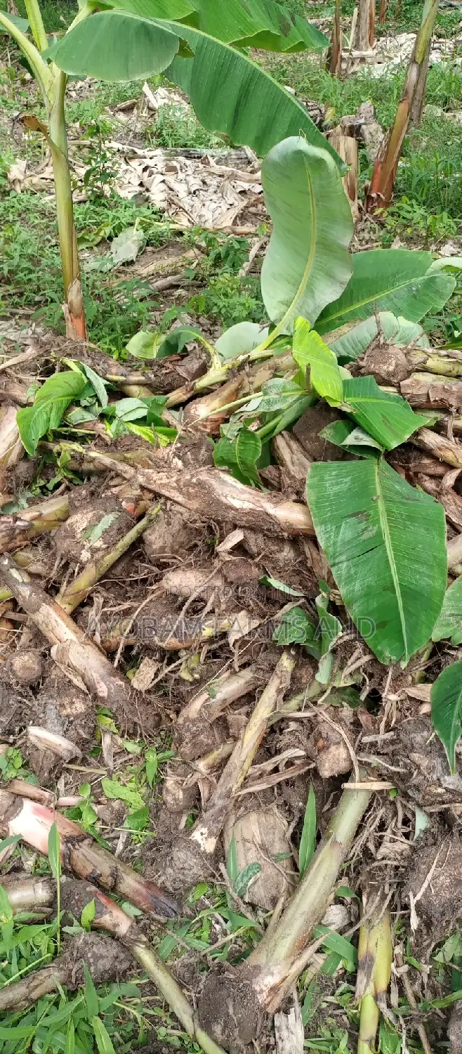 Hybrid Giant Elephant Rapid Growth Plantain Suckers.