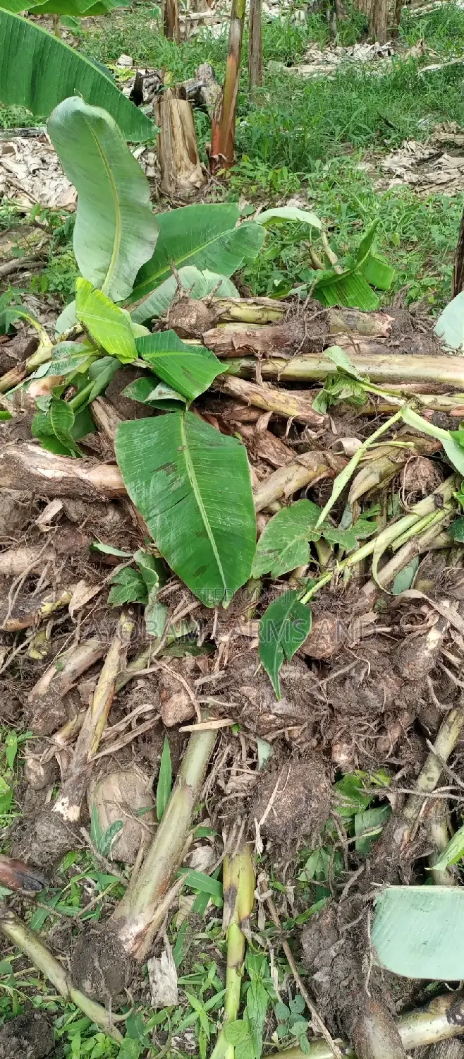 Hybrid Giant Elephant Rapid Growth Plantain Suckers.
