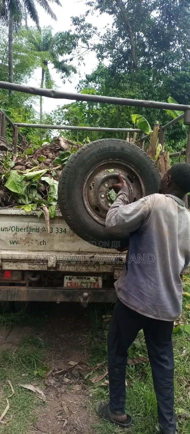 Hybrid Giant Elephant Rapid Growth Plantain Suckers.