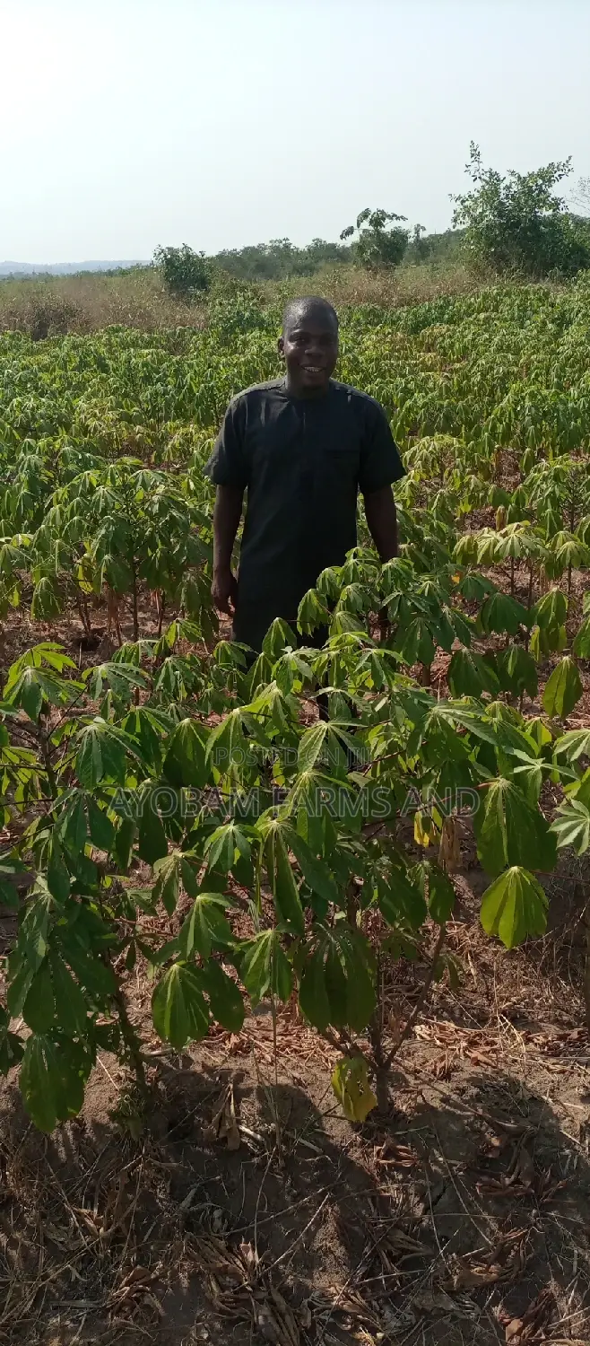 TME 419 Cassava Stems for Sale