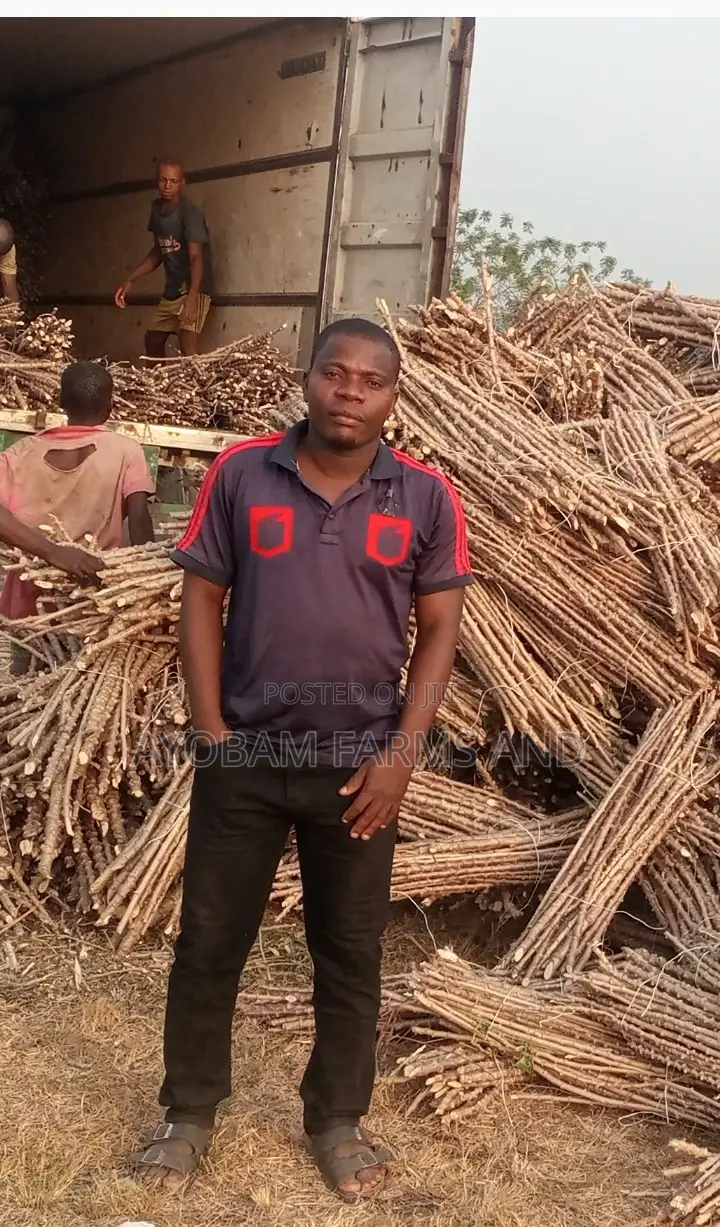 TME 419 Cassava Stems for Sale