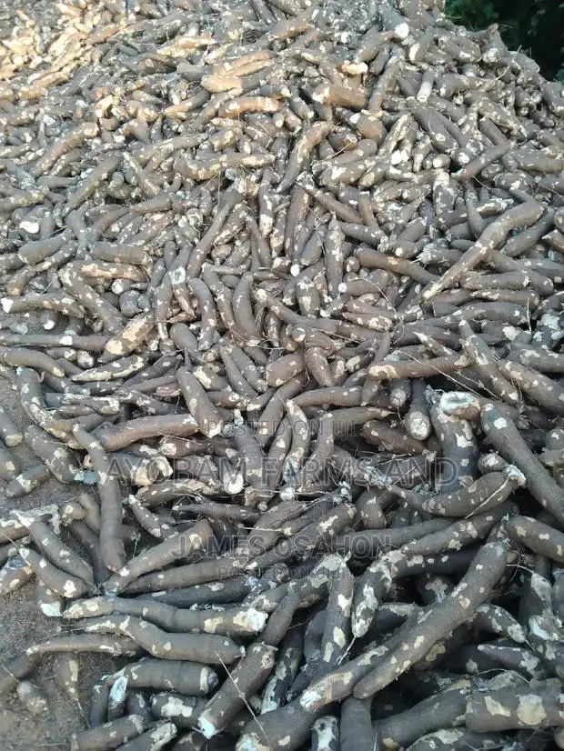 TME 419 Cassava Stems for Sale