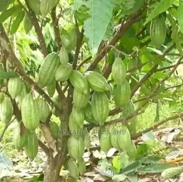 Cocoa Seedlings (Crin Tc Hybrid Series)
