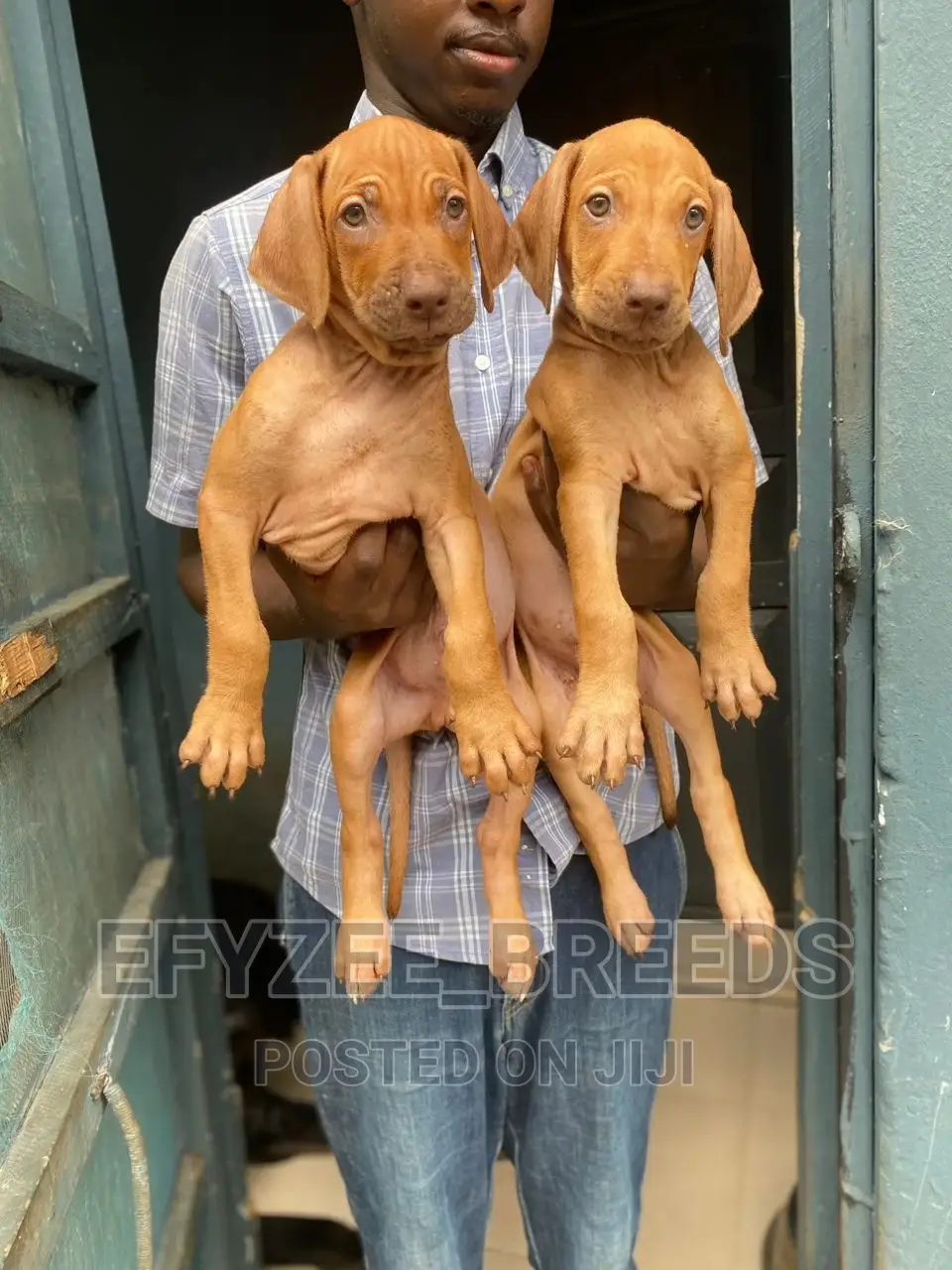1-3 months Male Purebred Rhodesian Ridgeback