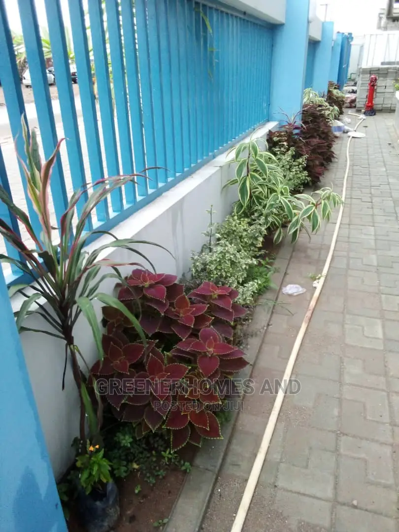 Outdoor Plants