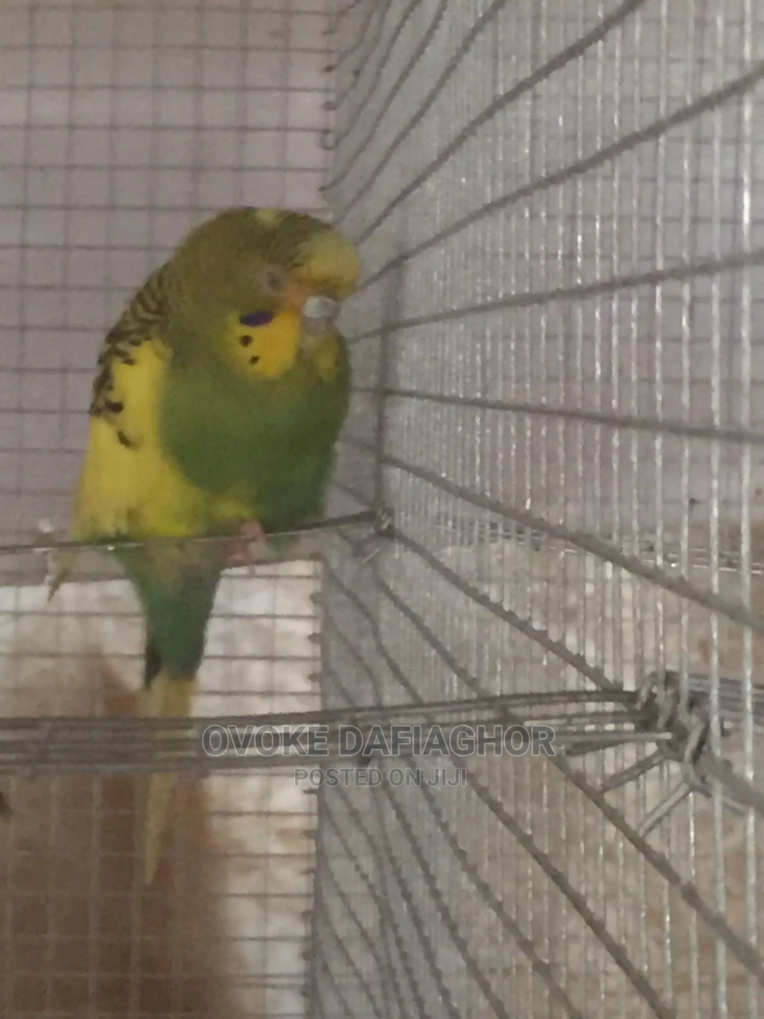 Adult Female Bulgy
