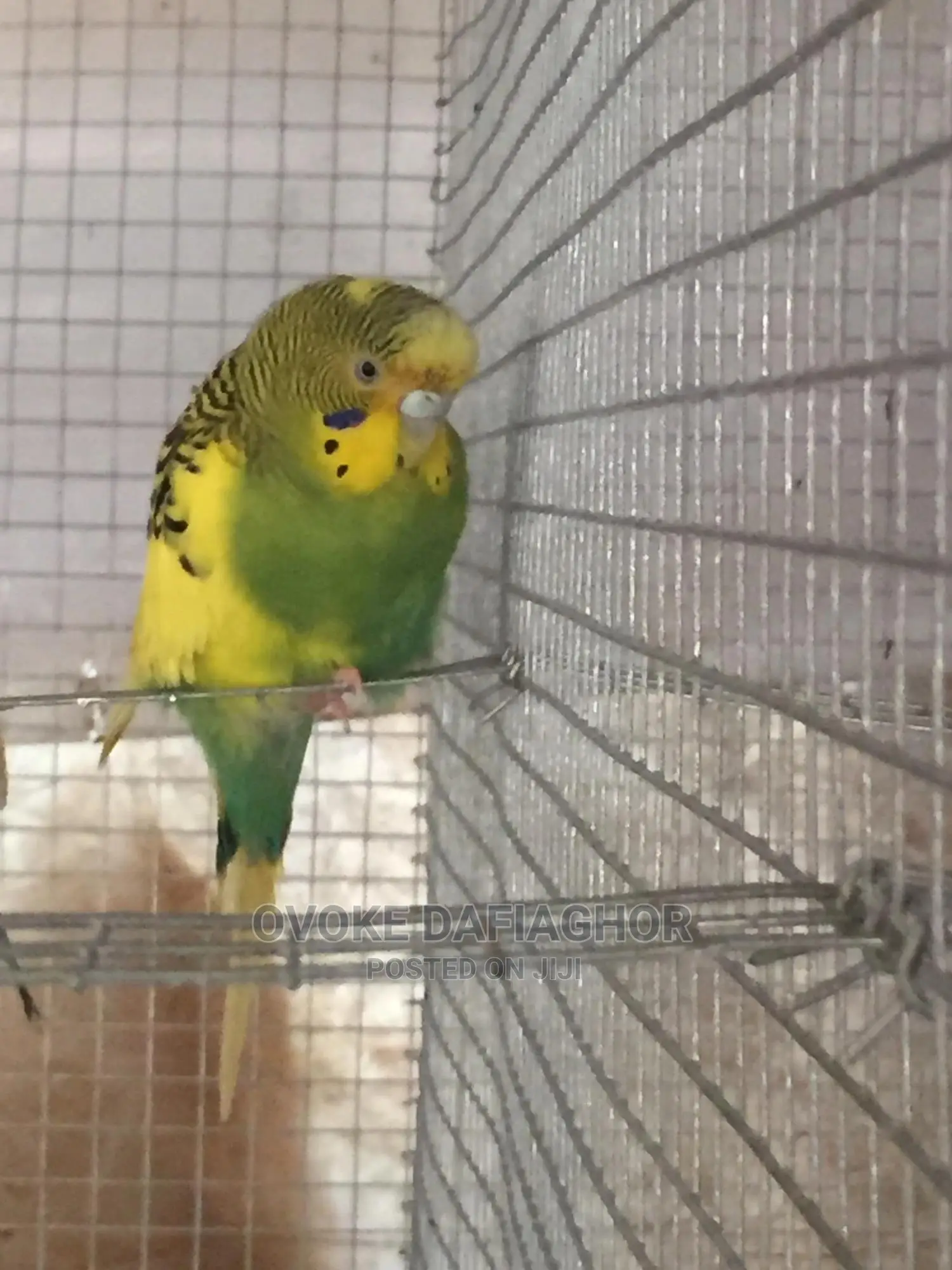 Adult Female Bulgy