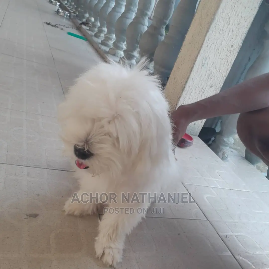 1+ year Male Purebred Lhasa Apso