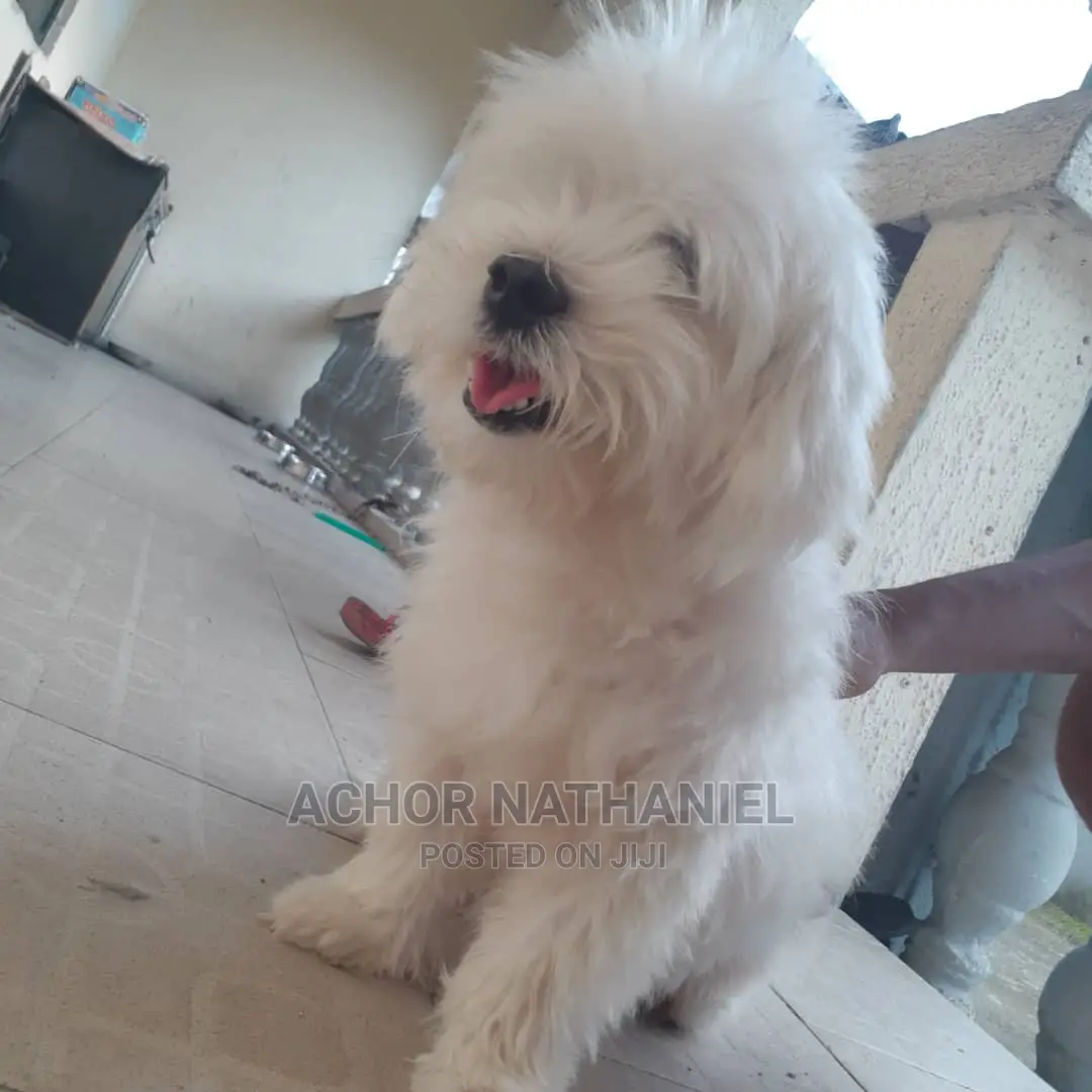 1+ year Male Purebred Lhasa Apso