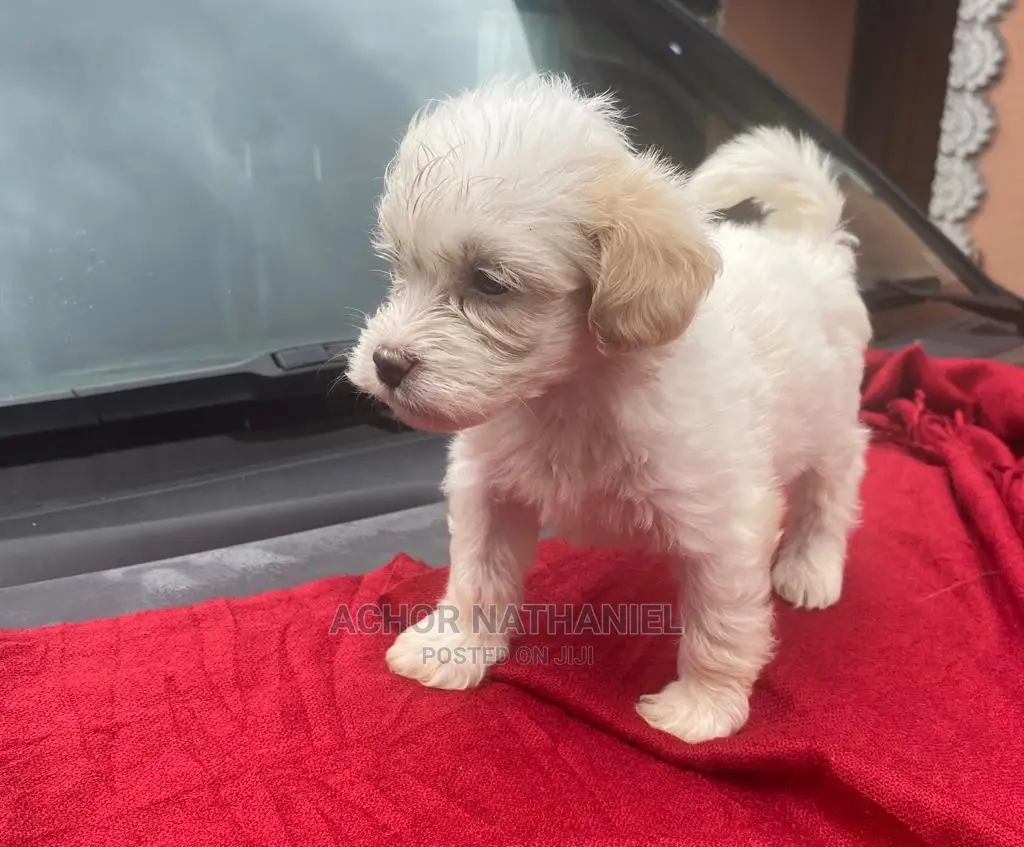 1-3 months Female Purebred Lhasa Apso