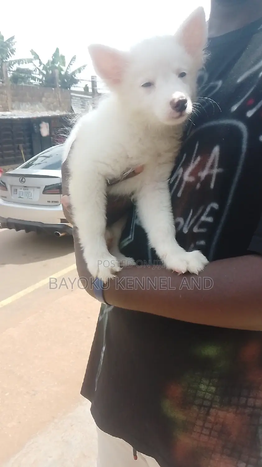 1-3 months Male Purebred American Eskimo