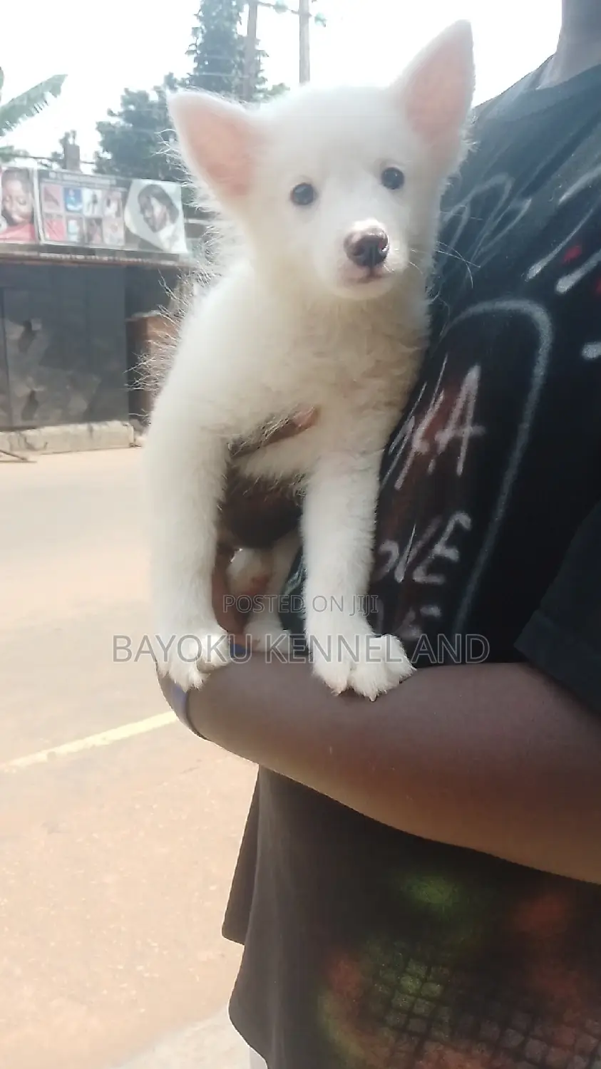 1-3 months Male Purebred American Eskimo