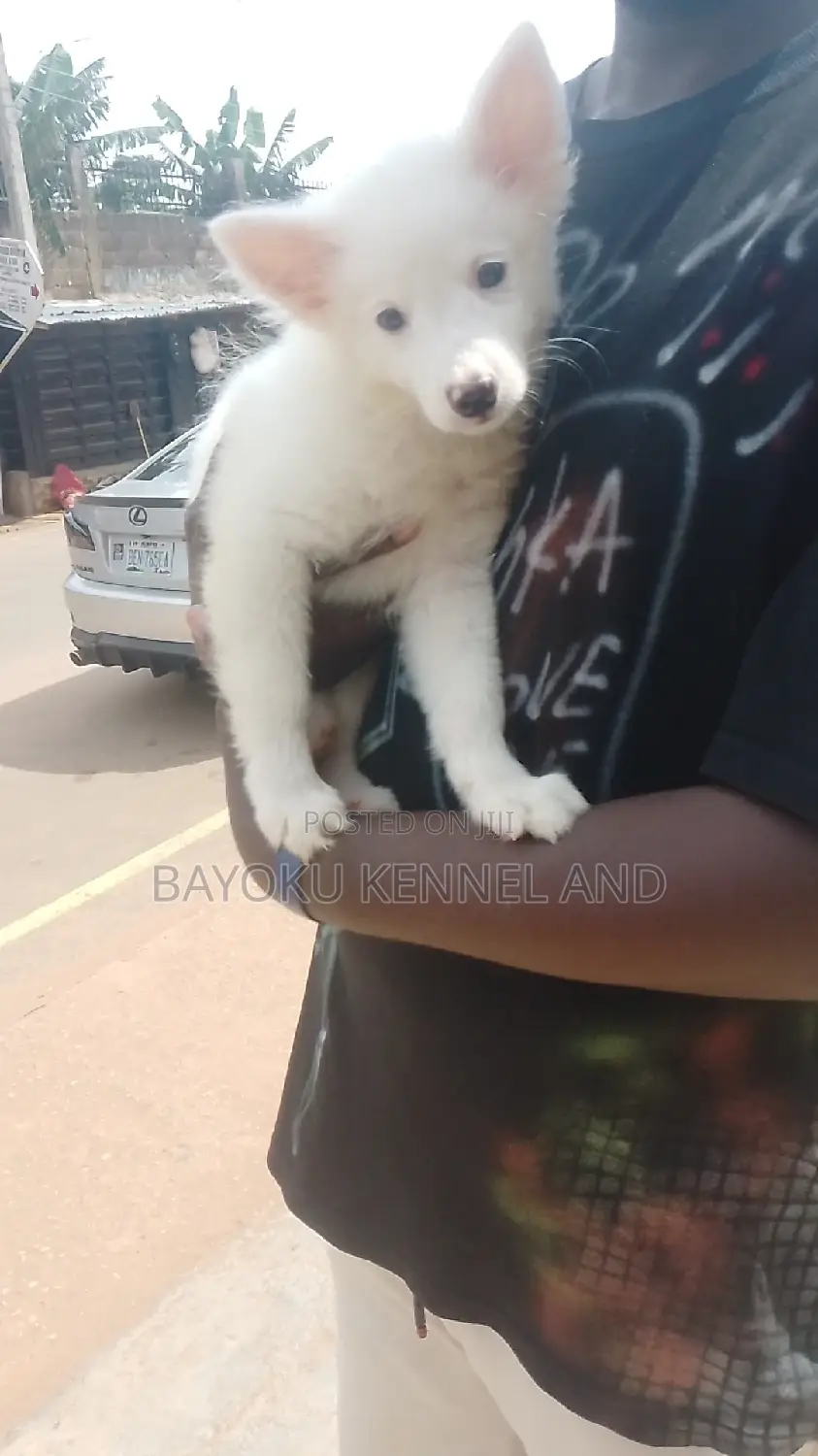 1-3 months Male Purebred American Eskimo
