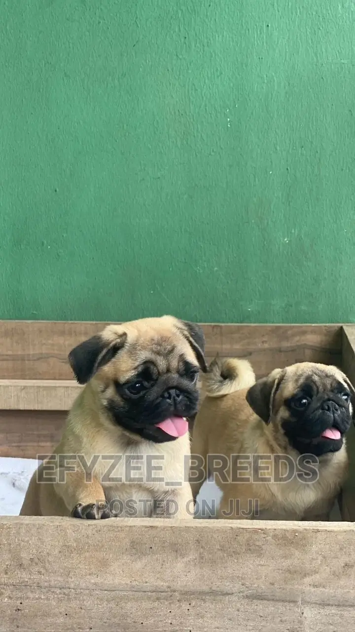 1-3 months Female Purebred Pug