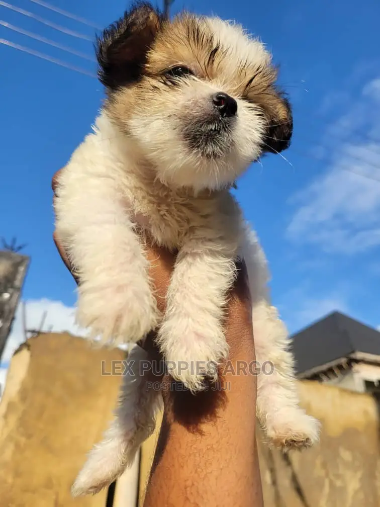 1-3 months Female Purebred Lhasa Apso
