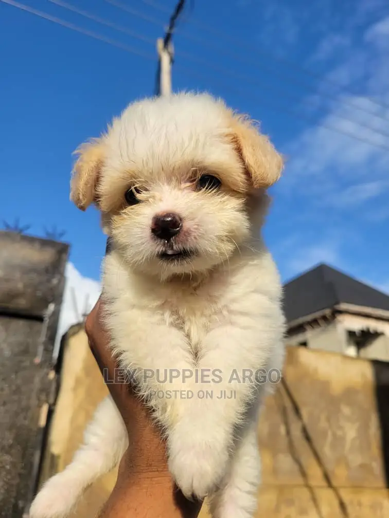 1-3 months Female Purebred Lhasa Apso