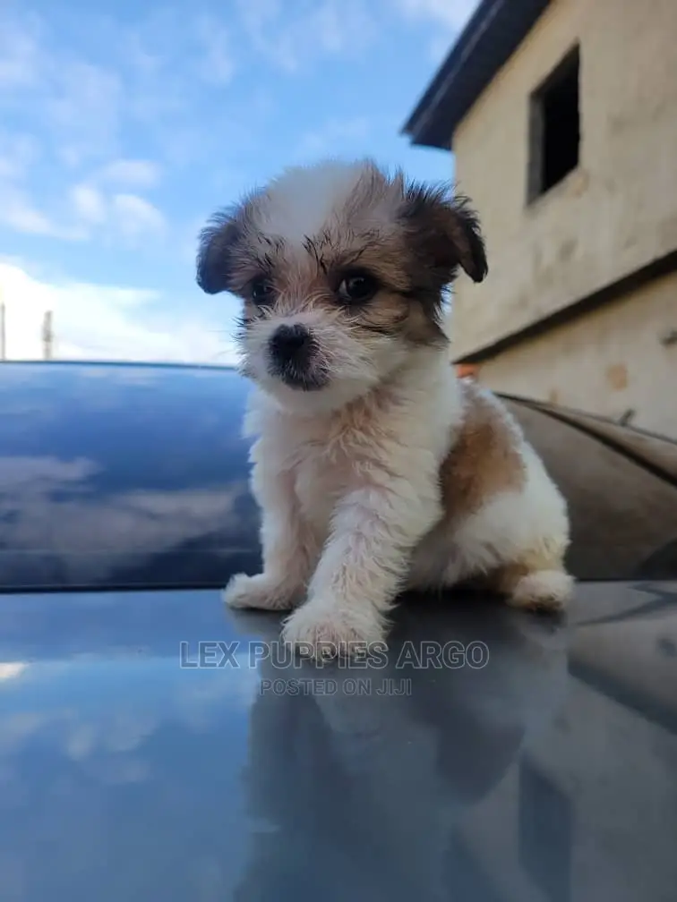 1-3 months Female Purebred Lhasa Apso