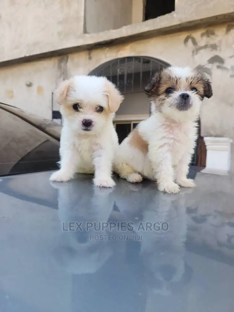 1-3 months Female Purebred Lhasa Apso
