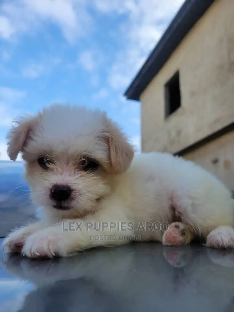 1-3 months Female Purebred Lhasa Apso