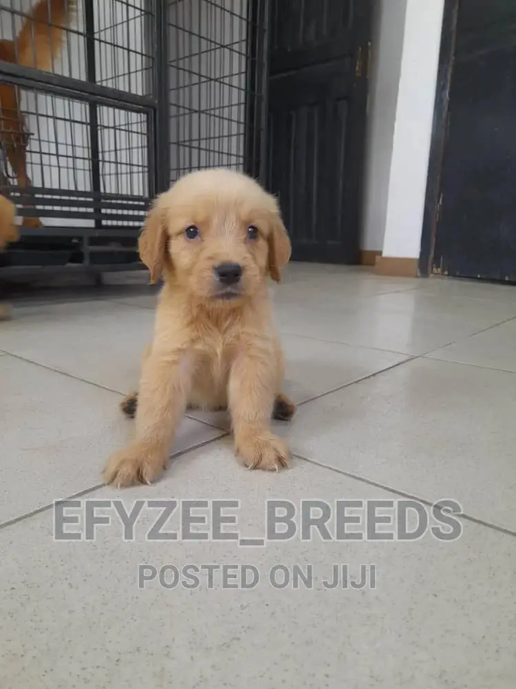 1-3 months Female Purebred Golden Retriever