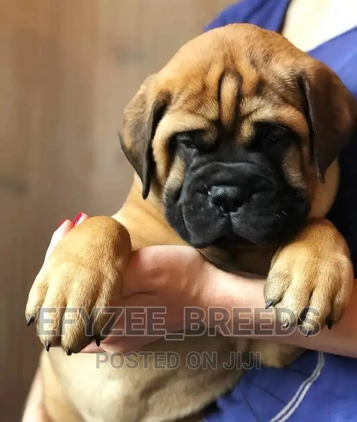 1-3 months Male Purebred Bullmastiff