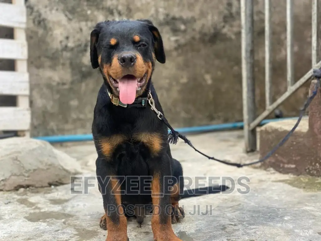 6-12 months Male Purebred Rottweiler