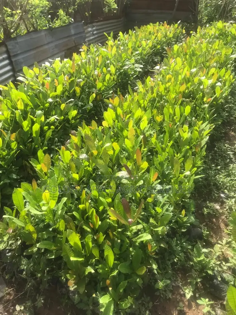 Cashew Seedlings - 36 Months Brazilian Jumbo Hybrid Variety