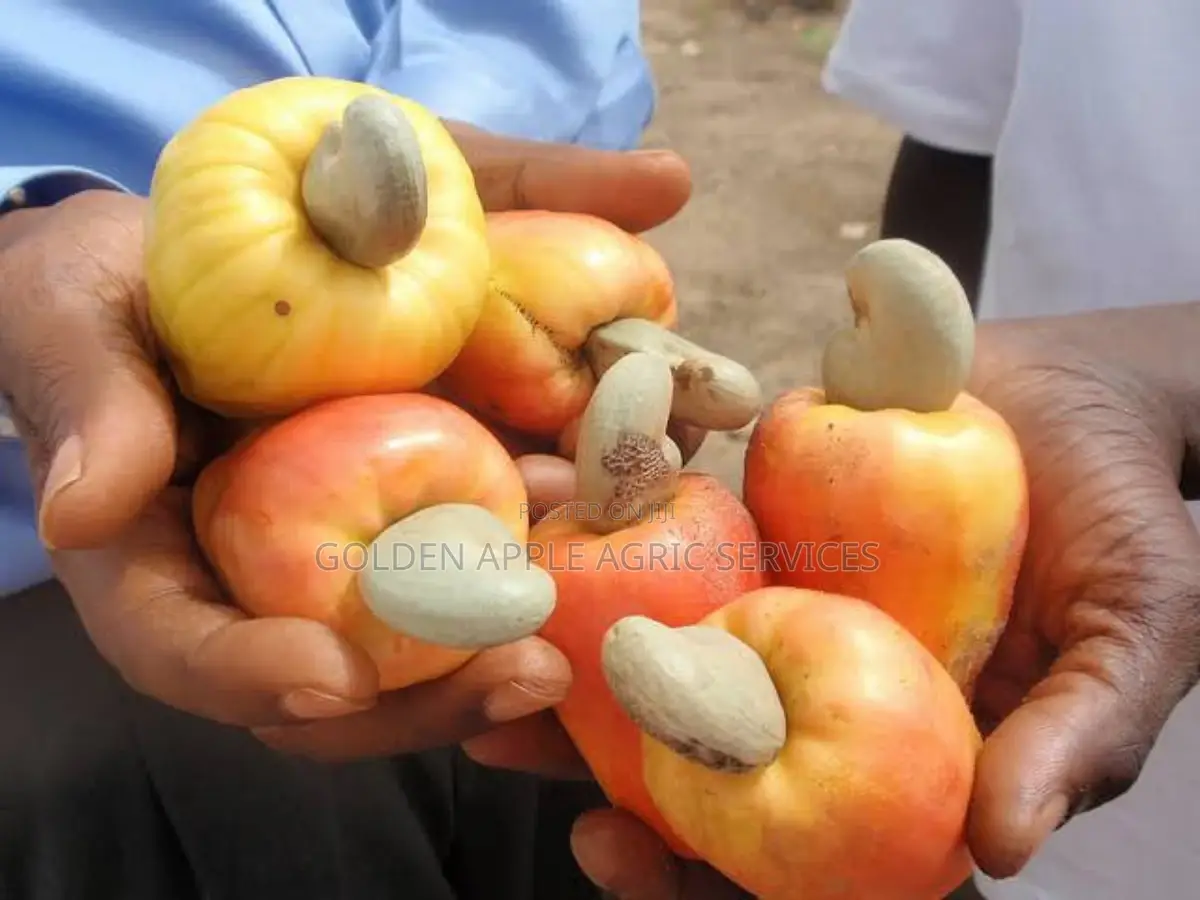 Cashew Seedlings - 36 Months Brazilian Jumbo Hybrid Variety