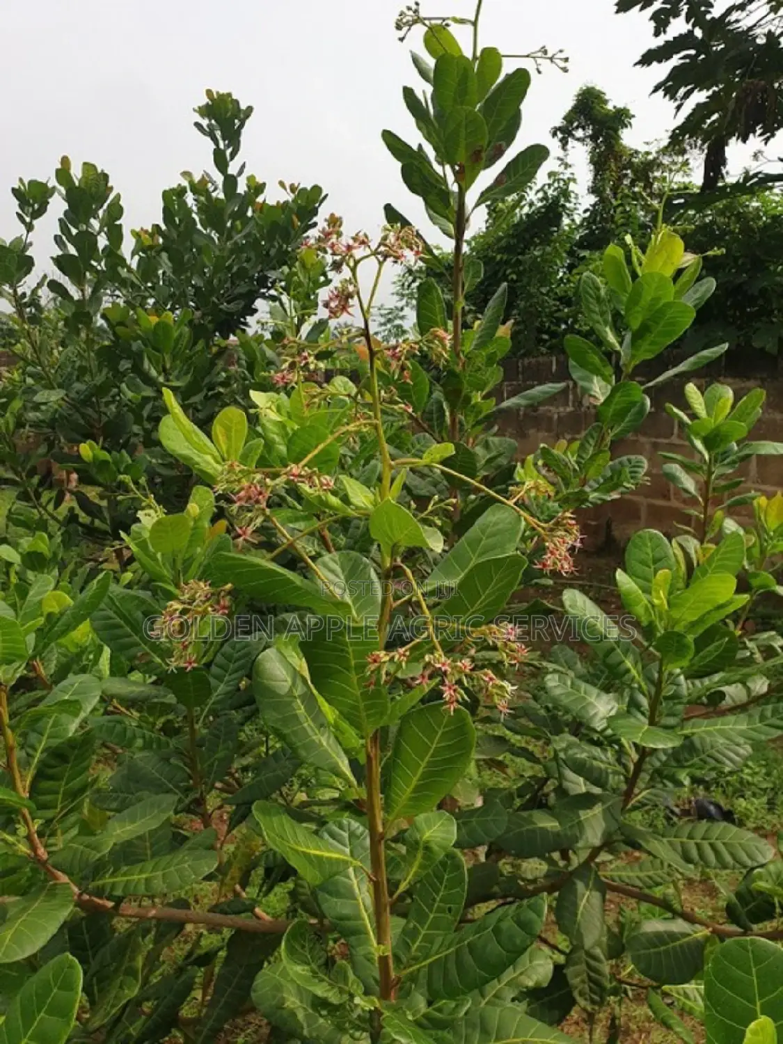 Cashew Seedlings - 36 Months Brazilian Jumbo Hybrid Variety