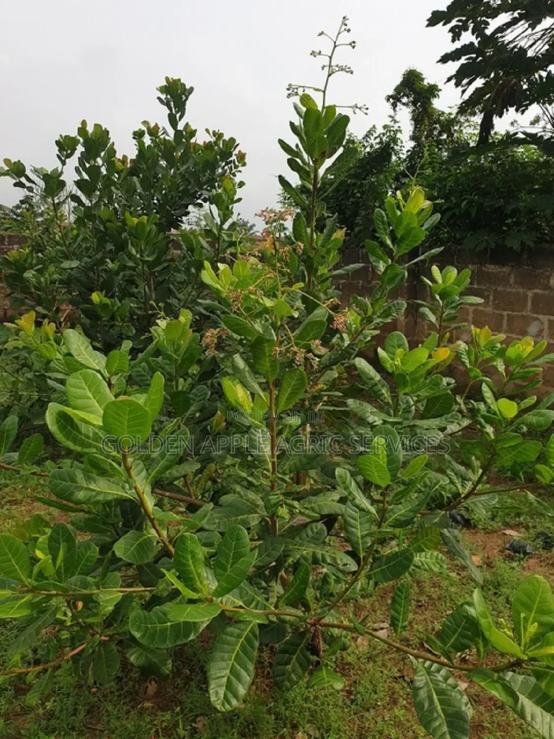 Cashew Seedlings - 36 Months Brazilian Jumbo Hybrid Variety